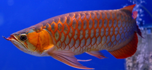 Arwana