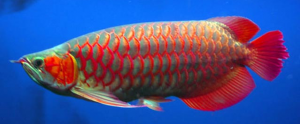 Arwana red