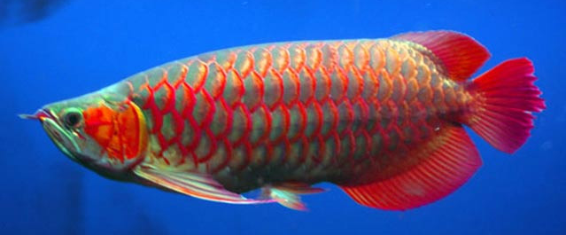 Arwana red
