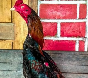 Ayam Bangkok Ai Jae