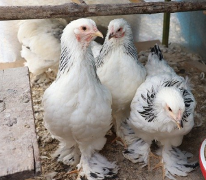 Ayam Brahma