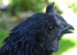 Ayam Cemani
