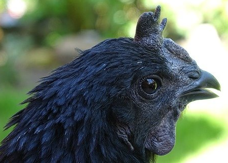 Ayam Cemani