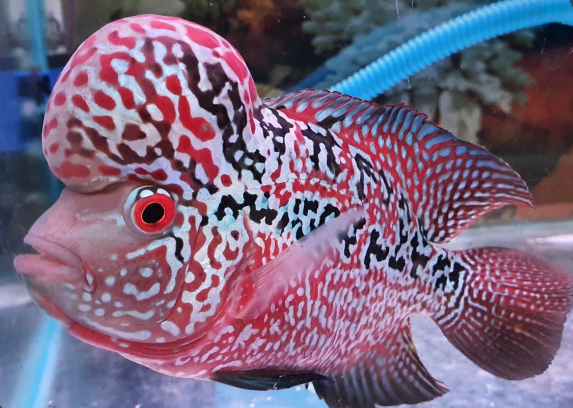 aquarium