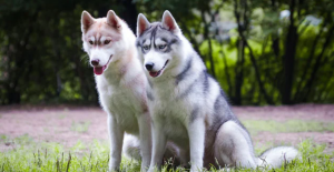 Anjing Husky
