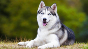 Anjing Husky