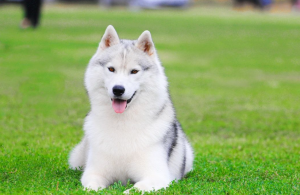 Anjing Husky