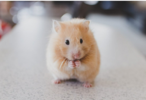 Hamster