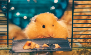 Kandang hamster