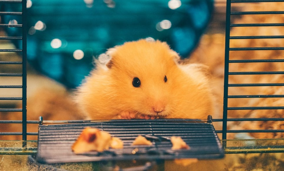 Kandang hamster