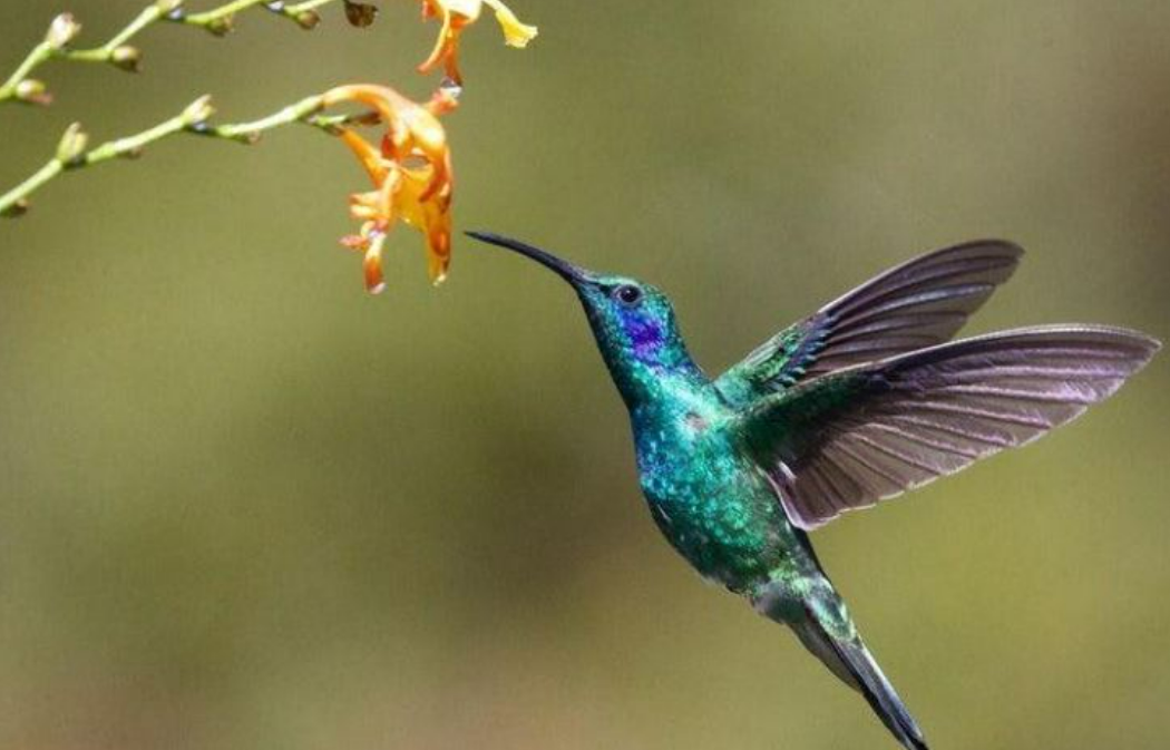 Kolibri