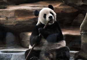 Panda Raksasa