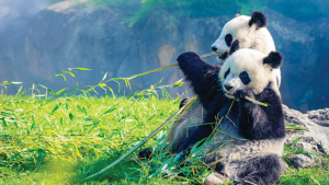 Panda Raksasa