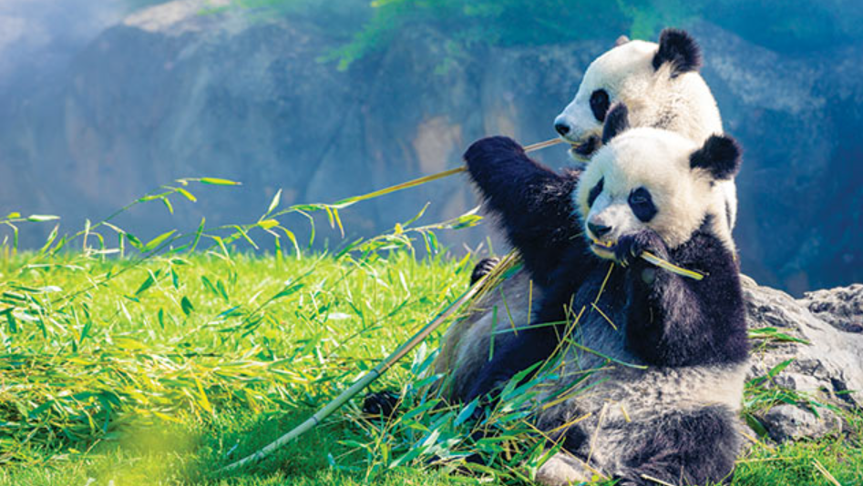 Panda Raksasa