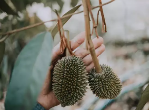 bentuk tangkai