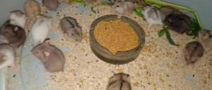 hamster makan