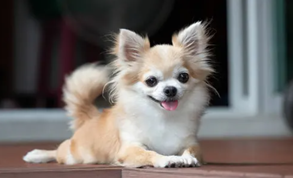 Anjing Paling kecil di Dunia