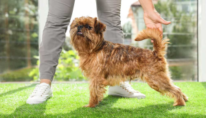 Brussel Griffon