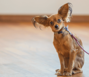 Russian Toy Terrier
