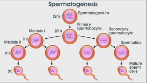 Spermatogenesis