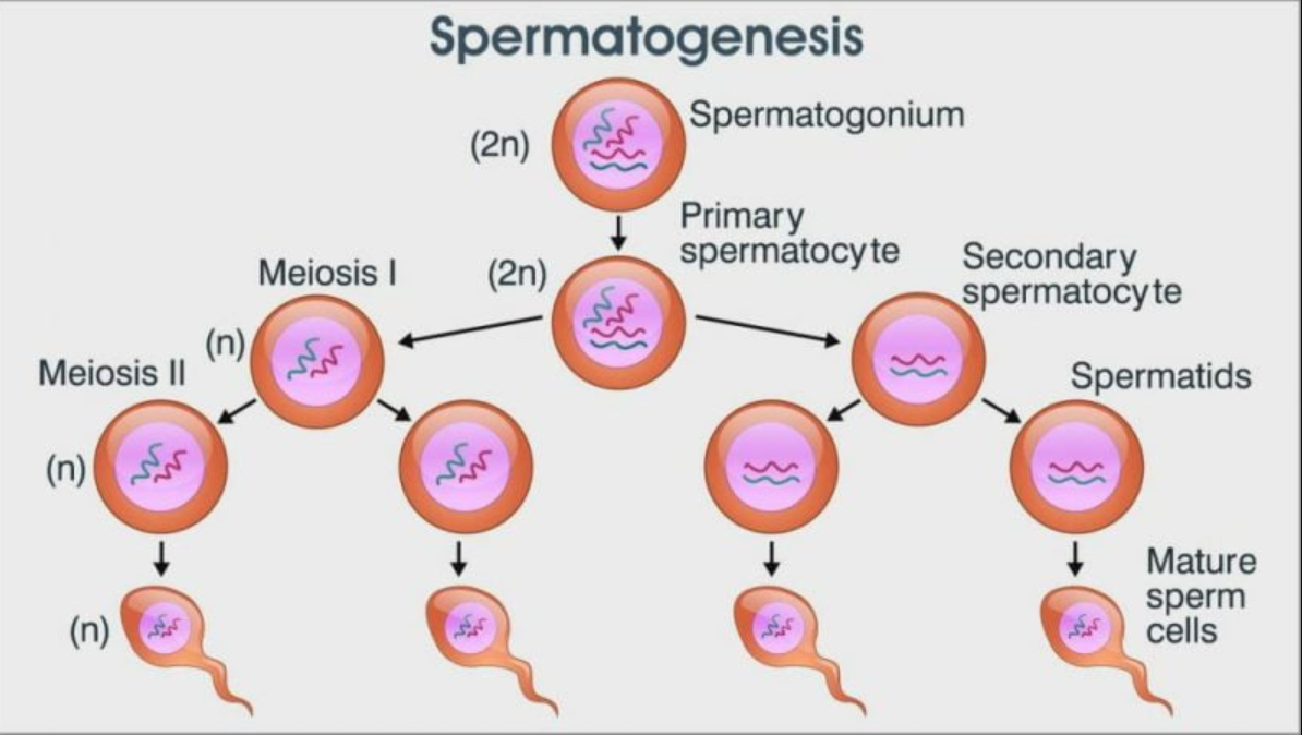 Spermatogenesis
