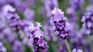 Bunga Lavender