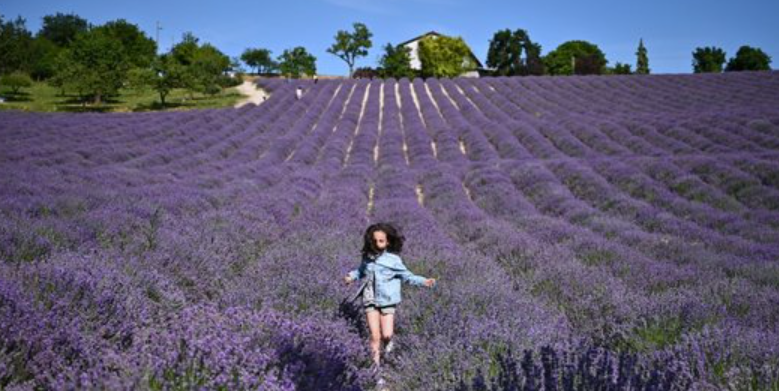 Bunga Lavender