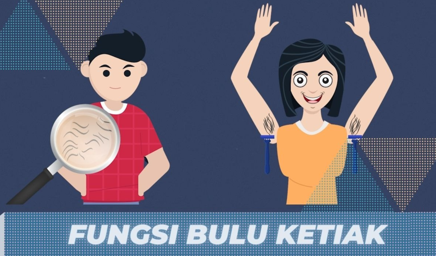 Fungsi Rambut