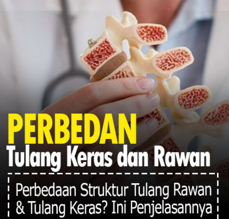Tulang Rawan