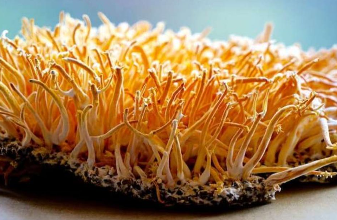 Jamur Cordyceps