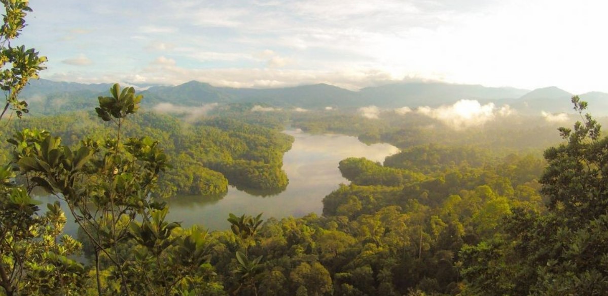 10 Hutan Tertua di Dunia serta Jenis Vegetasinya