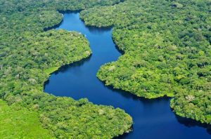 10 Hutan Tertua di Dunia serta Jenis Vegetasinya