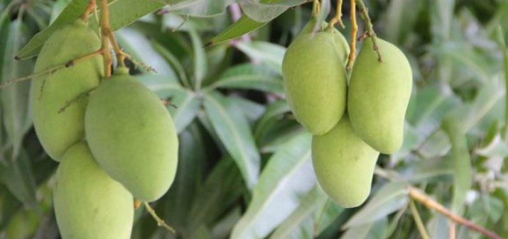11 Cara Merawat Pohon Mangga di Rumah