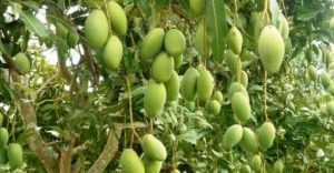 11 Cara Merawat Pohon Mangga di Rumah