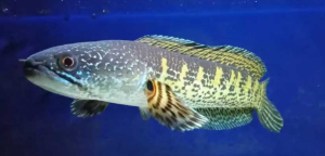Ikan Channa