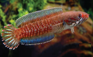 Ikan Channa