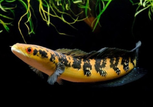 Ikan Channa
