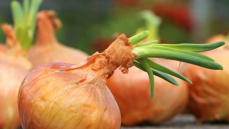 9 Cara Memilih Bawang Bombai yang Bagus dan Aromanya Sedap