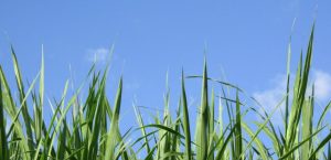 5 Manfaat Hamparan Rumput untuk Lingkungan Sekitarmu