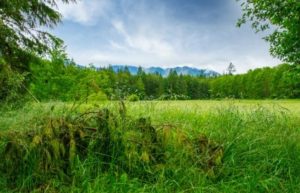 5 Manfaat Hamparan Rumput untuk Lingkungan Sekitarmu