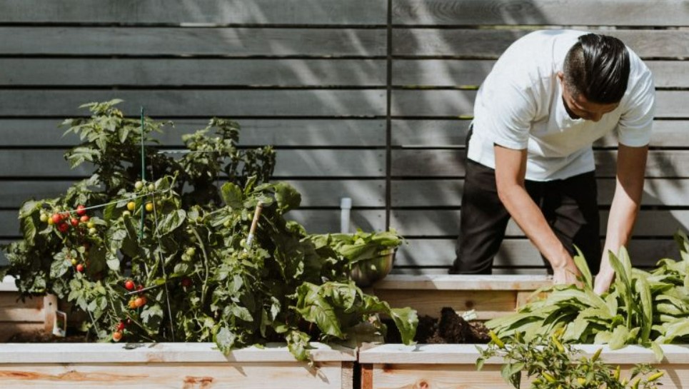 5 Manfaat Urban Farming, Memenuhi Kebutuhan Pangan Lokal