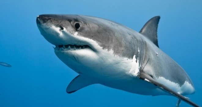 Ini 7 Alasan Kenapa Hiu Disebut Predator Laut Terhebat