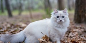7 Cara Menemukan Kucing yang Hilang dengan Cepat Secara Ilmiah