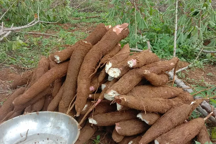 Ubi kayu