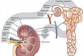 Medula ginjal