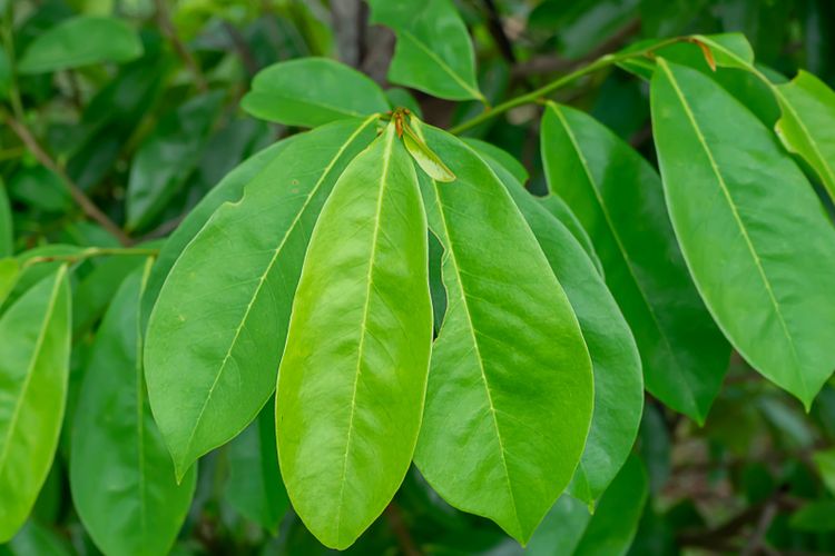 Daun sirsak
