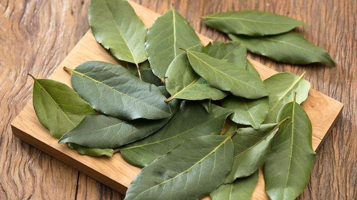 daun salam